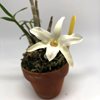 dendrobium moniliforme kimaru 